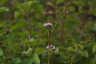 Mentha x piperita 'Orange'Sinaasappelmunt bestellen